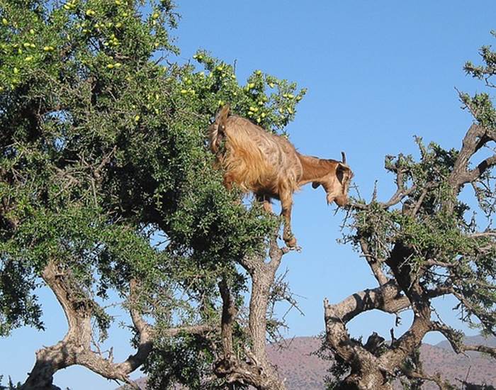 L'Arganier : Un Élixir de Jouvence