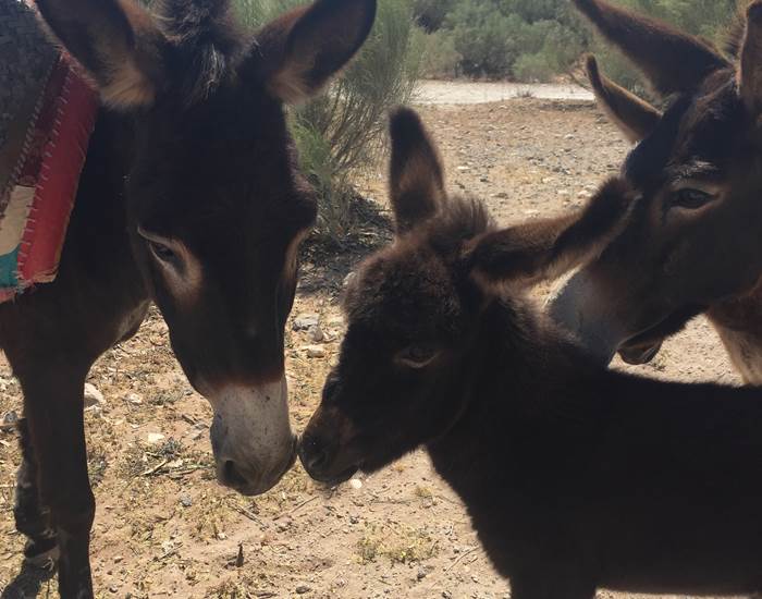 les anes  sur la piste