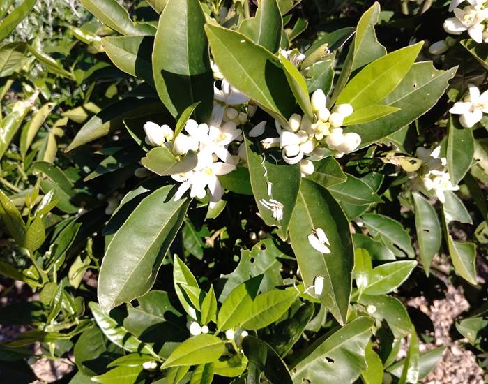 Quand la nature se réveille à Le Coq du Nord Mailhac