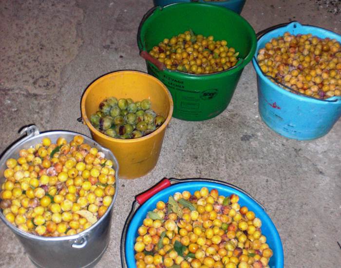 recolte des mirabelles
