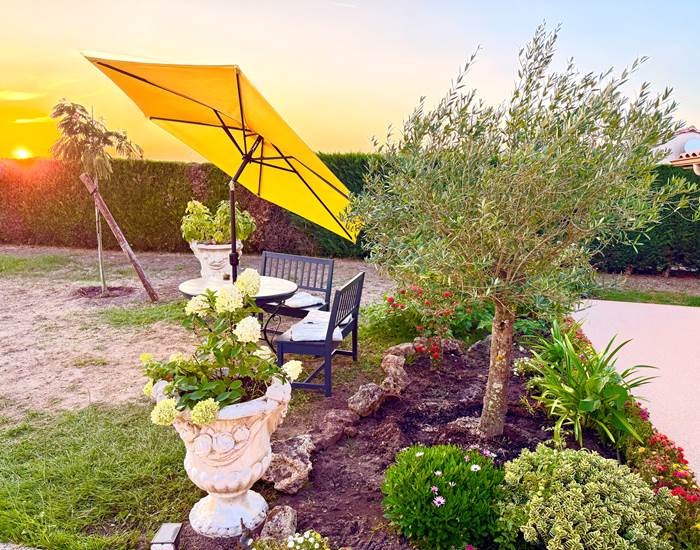 Plantation d'un olivier devant la maison