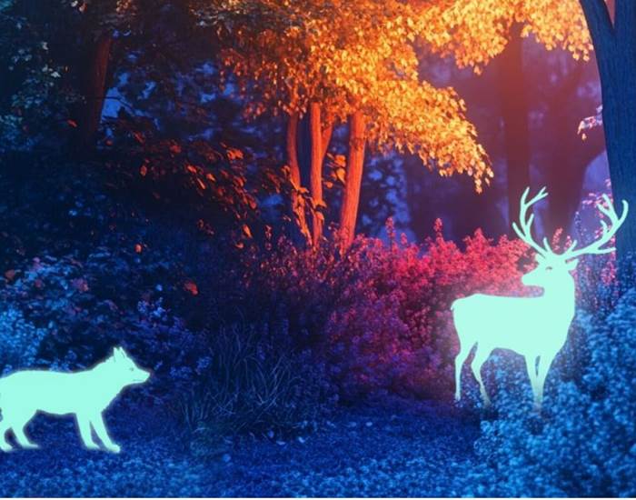 La forêt enchantée
