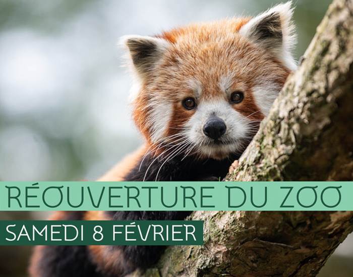 Panda roux - Thomas Lo Presti - Dicom/Ville de Lille