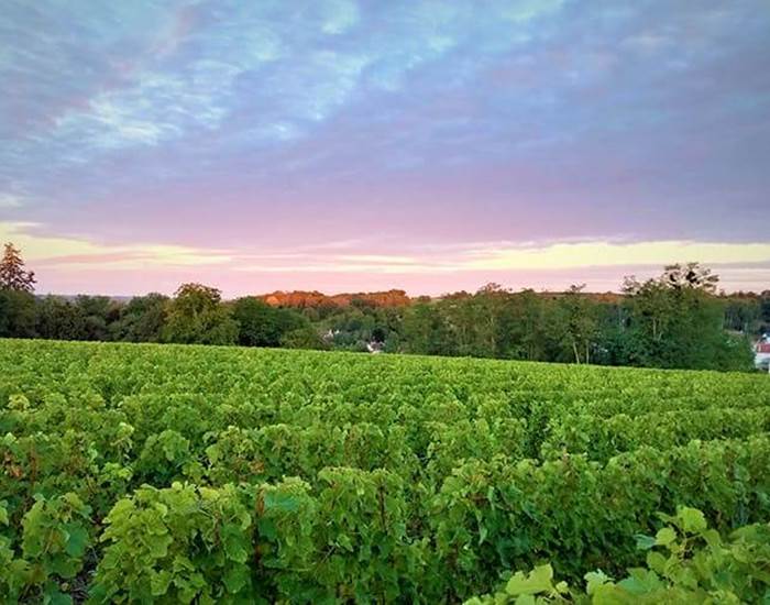 Vignes Domaine des Tabourelles
