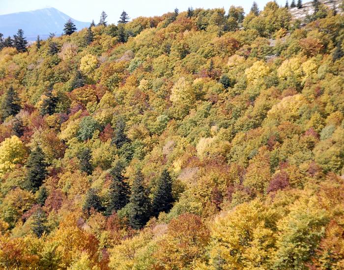 Couleurs d'automne