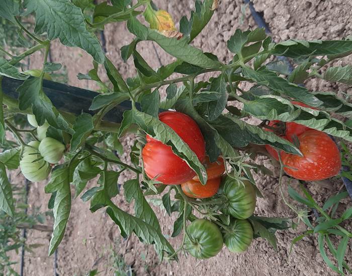 Le Coq du Nord - Mailhac et ses tomates du potager