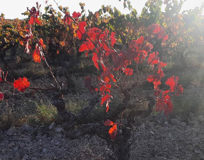 Vignes aux couleurs automnales