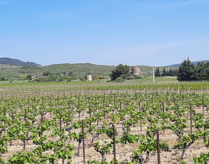 Vue sur les vignes 🍇🍇🍇