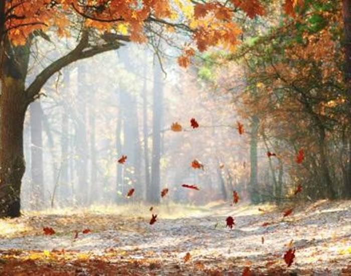 Forêt en Touraine