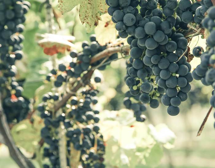 grappe vin