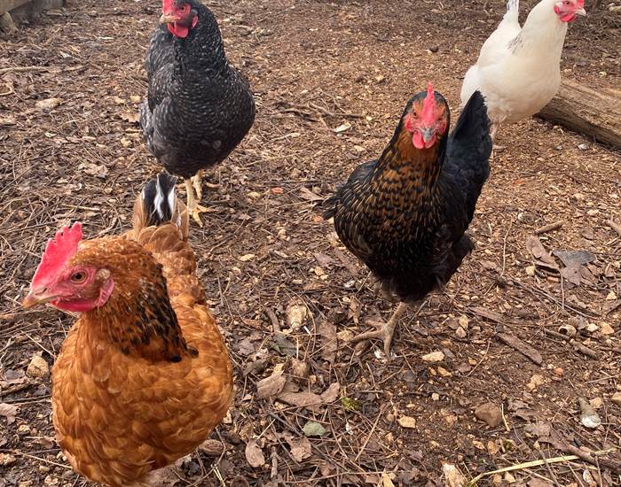 Les poulettes du Domaine du Gravier