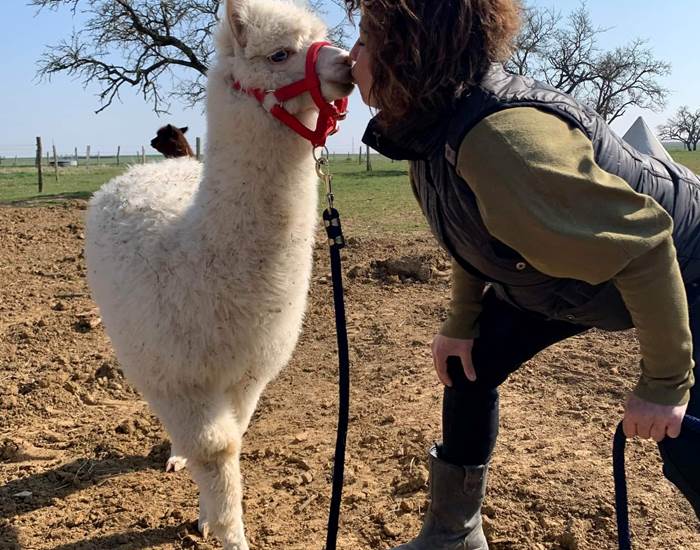 lama_calins_ferme
