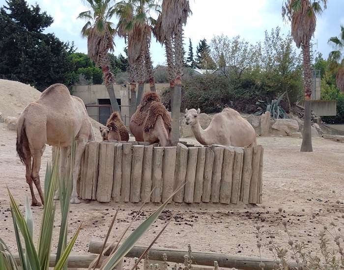 Réserve Africaine de Sigean