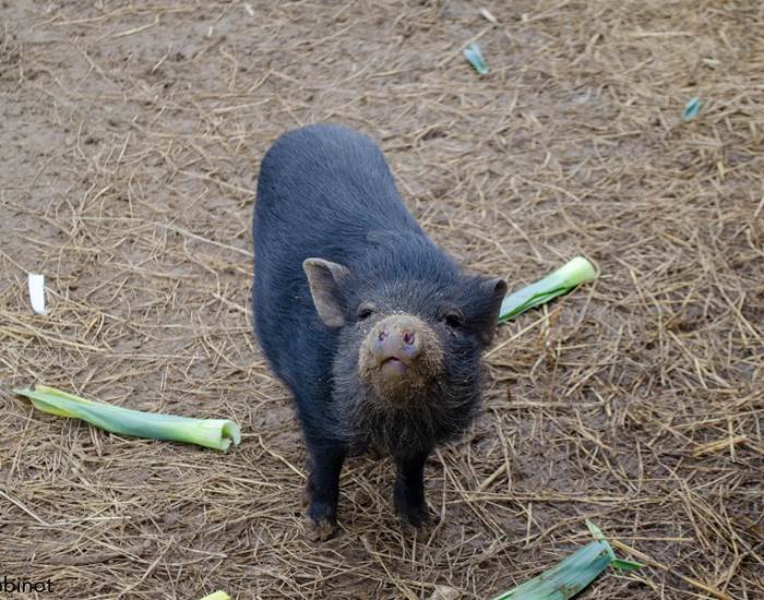cochon