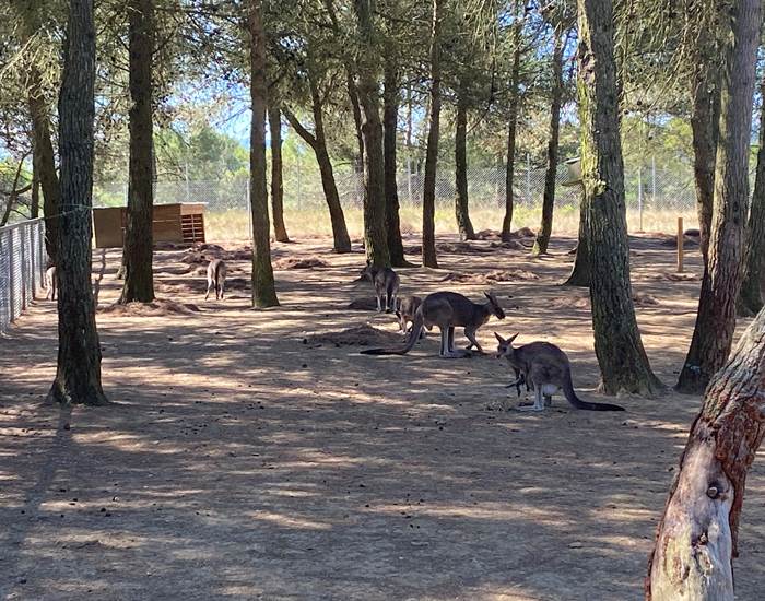 parc-australien-kangourous