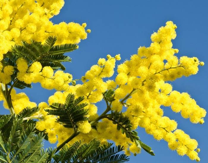 Mimosa du Carnava