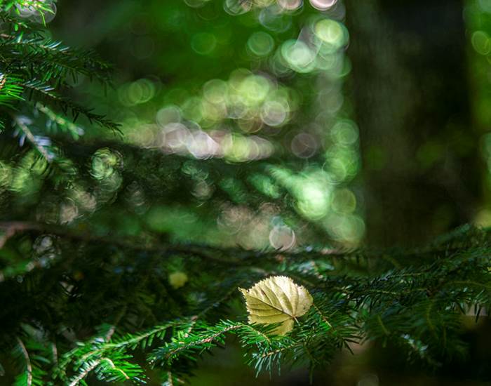 Bien-être et connexion à la nature
