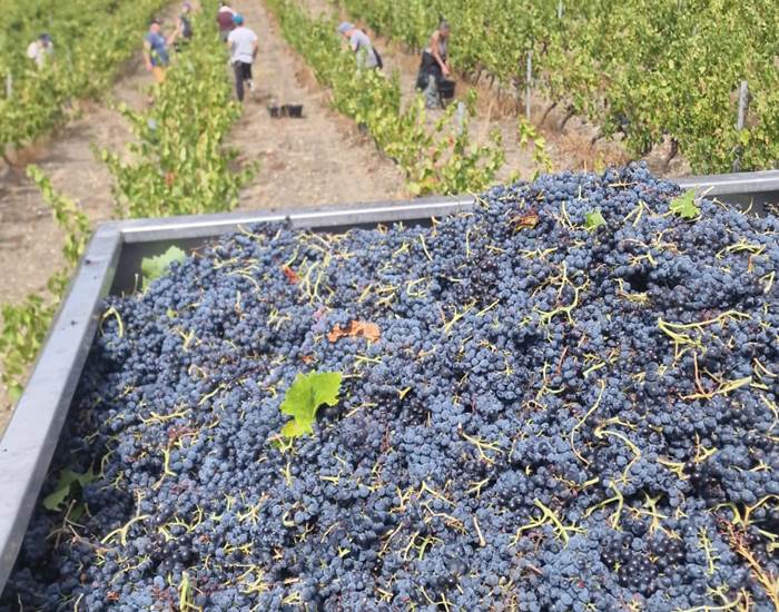 Récolte du Carignan de la Moulère