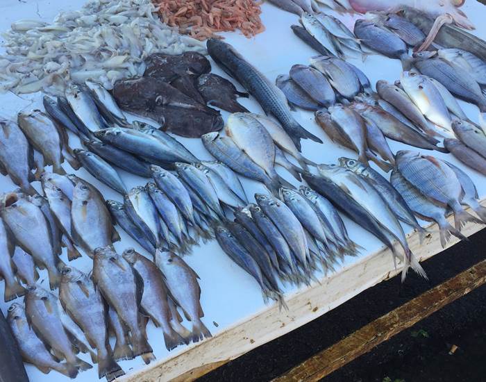 étales de poissons au port