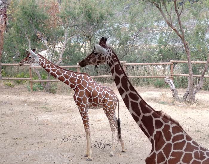 Réserve Africaine de Sigean