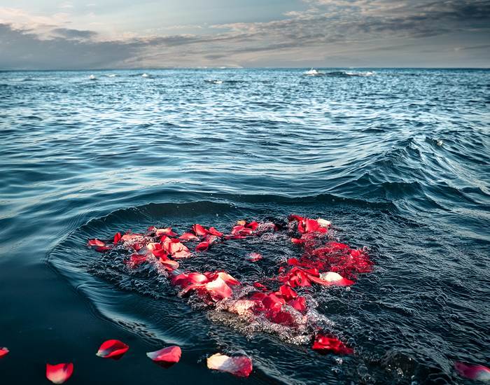 Pétales de roses