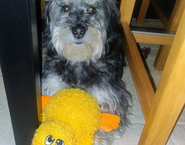Suzie le chien du 16 bis dite hotel
