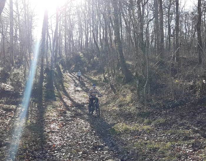 Balade forestière