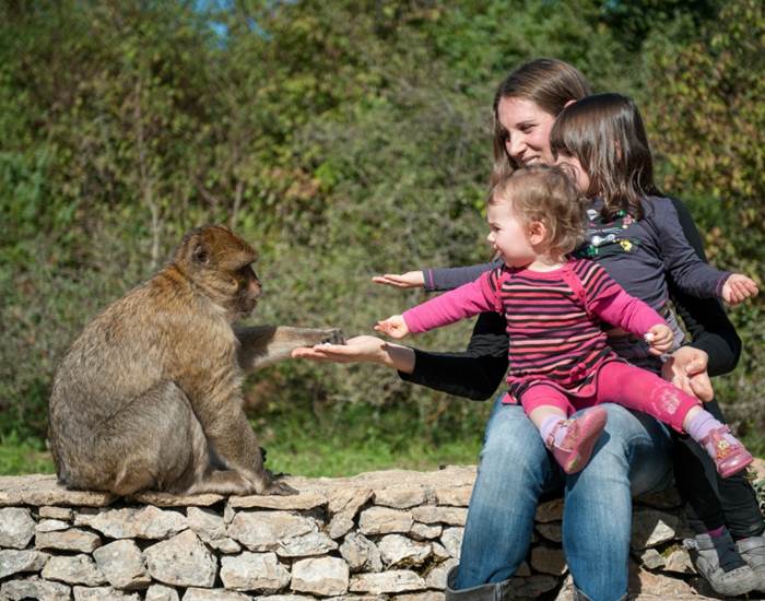 Foret des singes