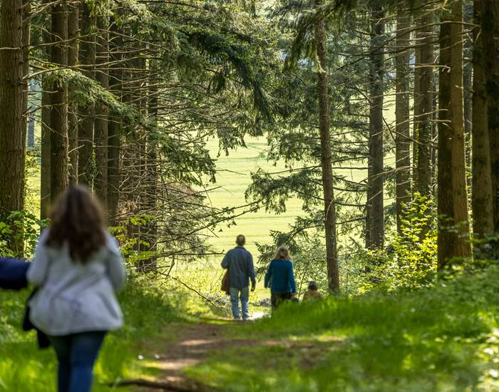 Forêt du Tay