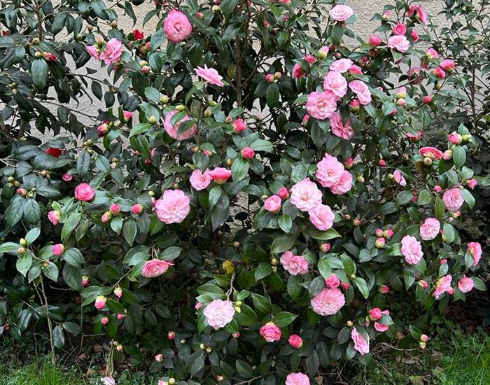 Camélia rose de la Manufacture