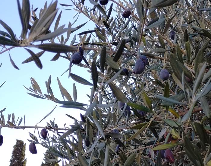 Récolte des olives à Le Coq du Nord-Mailhac