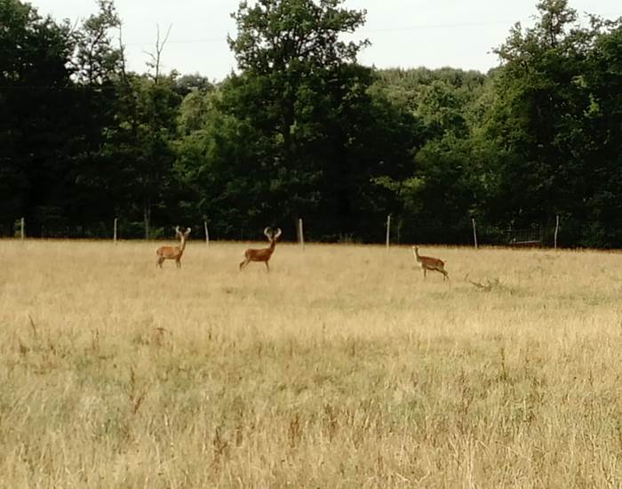 Se promener au bord du parc des cervidés