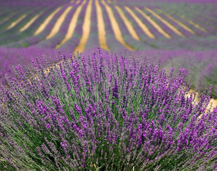 Champs de Lavande en Provence