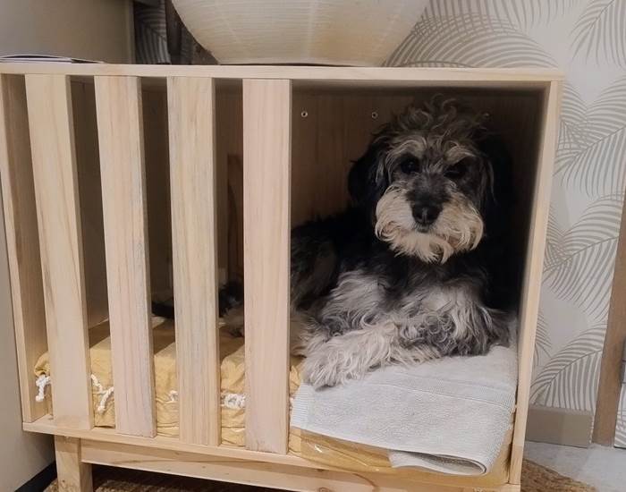Mon chien voyage avec moi