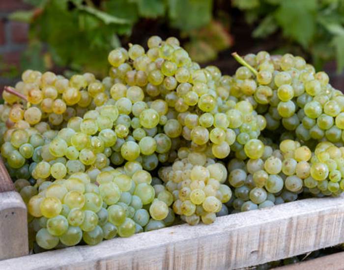 Période de vendanges-page