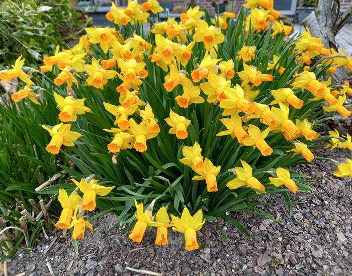 Jonquilles