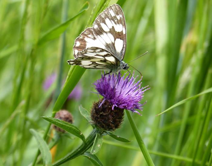 papillon