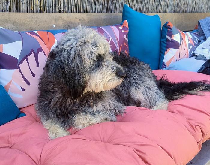 gîte acceptant les chiens