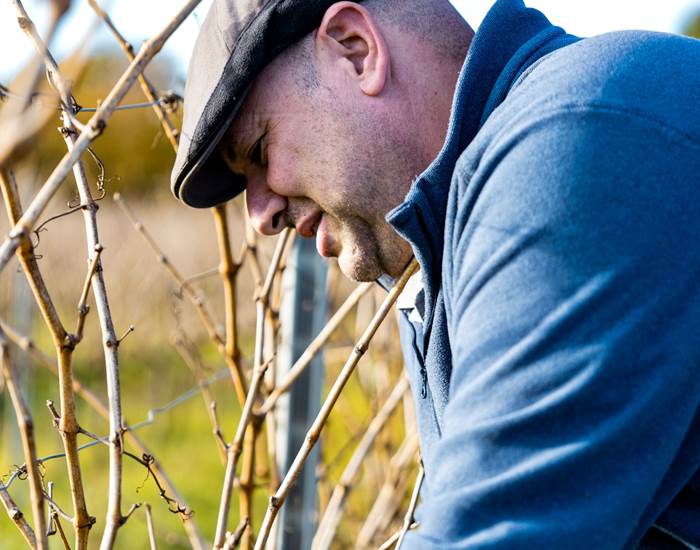 LA TAILLE DE LA VIGNE