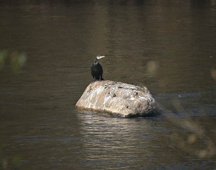 Aalscholver - Cormoran - Kormoran - Cormorant
