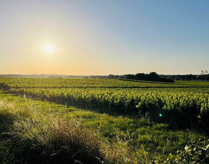 Les Vignes de Gaillarde