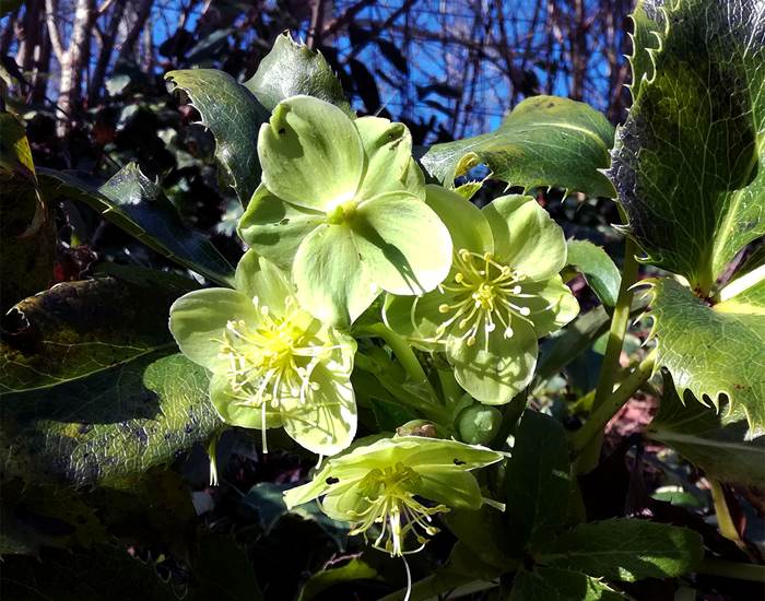Héllébores vertes en hiver