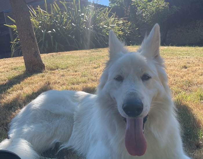 Scoot, venu de loin, à l'ombre dans le jardin