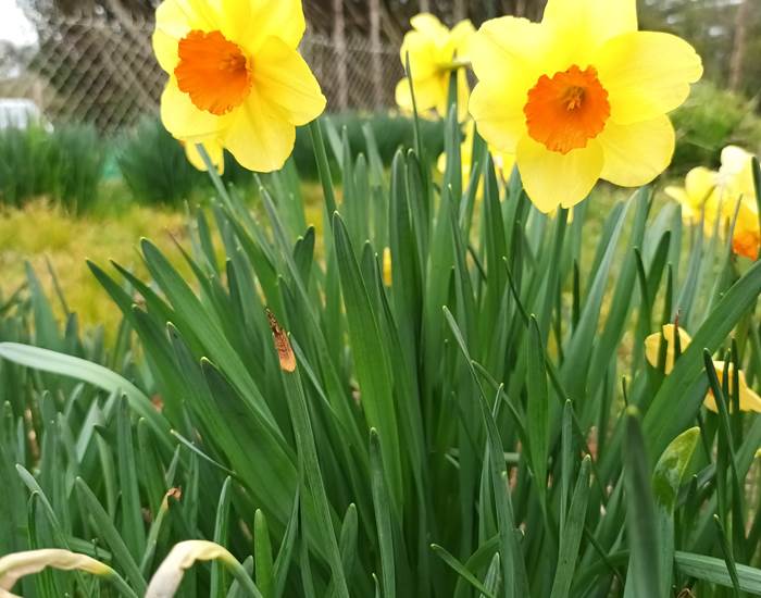Jonquille du jardin