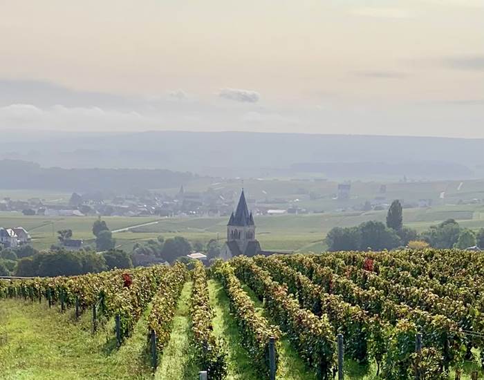 Découverte du vignoble de Champagne - Les Suites Champenoises