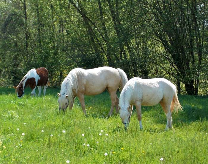 Domaine du Gué du Roi Nourrir les Chevaux
