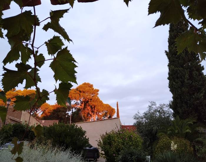 Sublimes couleurs automnales à Le Coq du Nord-Mailhac