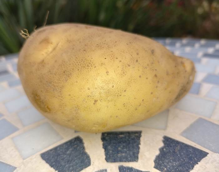 Pommes de terre du potager "Le Coq du Nord-Mailhac"