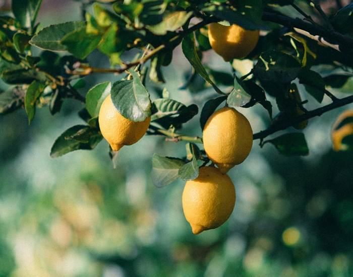 Fête du citron à Menton