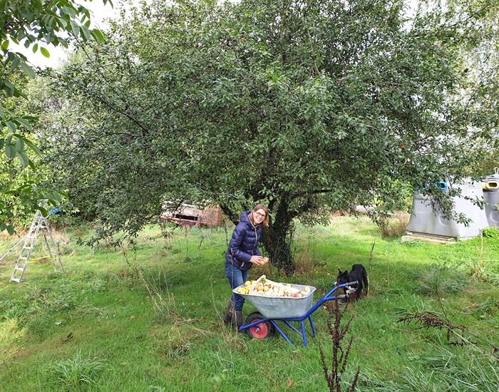 pommes appels